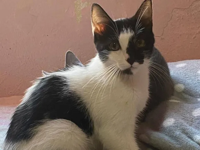Gato raça SRD-ViraLata idade 2 a 6 meses nome Mullet