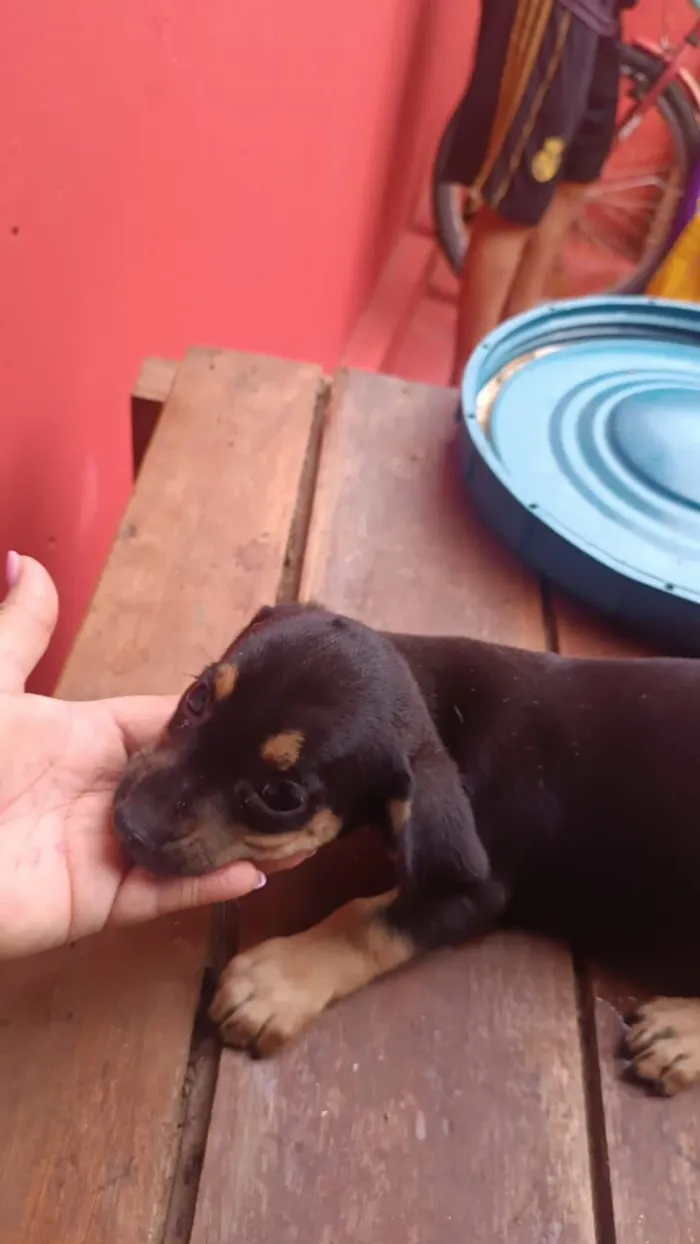 Cachorro raça SRD-ViraLata idade 2 a 6 meses nome Sem nome