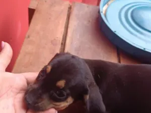 Cachorro raça SRD-ViraLata idade 2 a 6 meses nome Sem nome