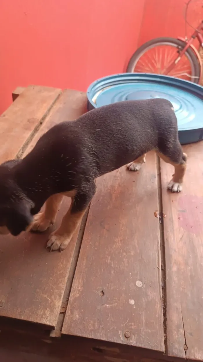 Cachorro raça SRD-ViraLata idade 2 a 6 meses nome Sem nome