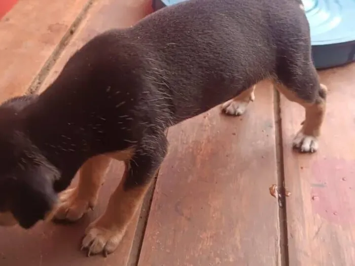 Cachorro raça SRD-ViraLata idade 2 a 6 meses nome Sem nome