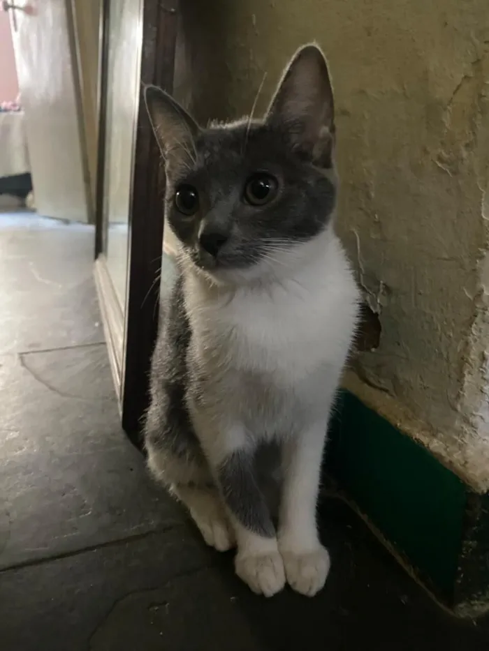 Gato raça SRD-ViraLata idade 2 a 6 meses nome Pitty