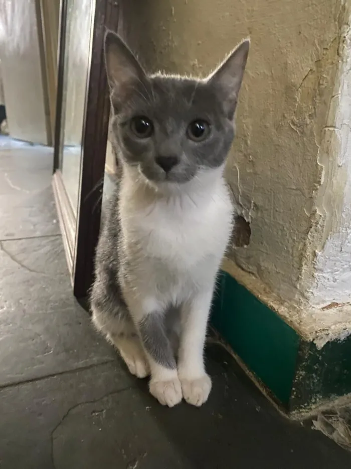 Gato raça SRD-ViraLata idade 2 a 6 meses nome Pitty