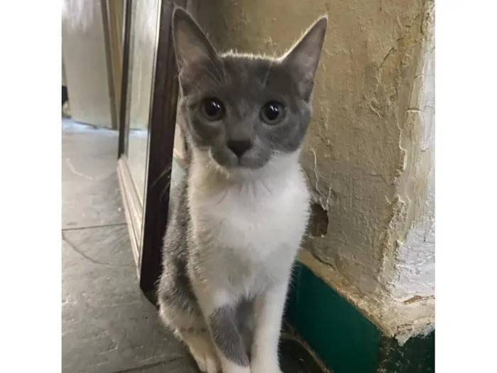 Gato raça SRD-ViraLata idade 2 a 6 meses nome Pitty