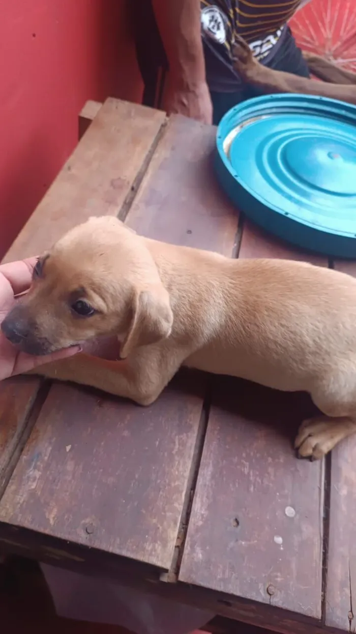 Cachorro raça SRD-ViraLata idade 2 a 6 meses nome Sem nome