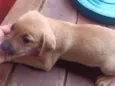 Cachorro raça SRD-ViraLata idade 2 a 6 meses nome Sem nome