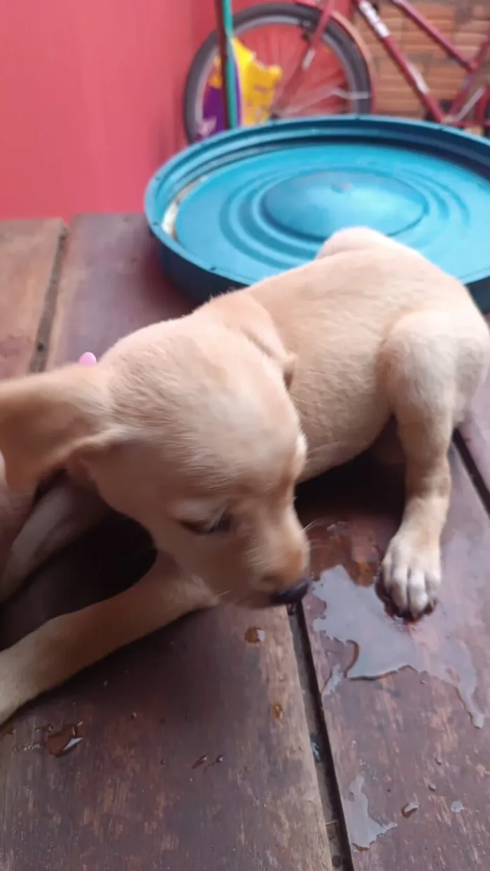 Cachorro raça SRD-ViraLata idade 2 a 6 meses nome Sem nome