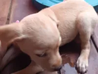 Cachorro raça SRD-ViraLata idade 2 a 6 meses nome Sem nome