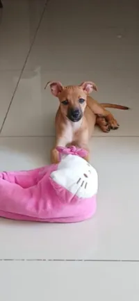 Cachorro raça SRD-ViraLata idade 2 a 6 meses nome Maya