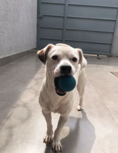 Cachorro raça SRD-ViraLata idade 1 ano nome Bolt