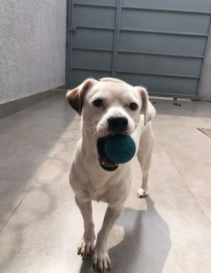 Cachorro raça SRD-ViraLata idade 1 ano nome Bolt