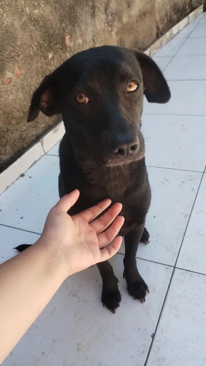 Cachorro raça SRD-ViraLata idade 1 ano nome Princesa