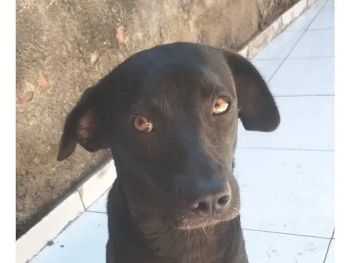 Cachorro raça SRD-ViraLata idade 1 ano nome Princesa