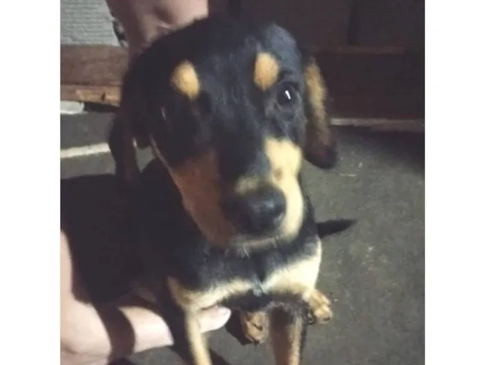 Cachorro raça SRD-ViraLata idade 7 a 11 meses nome Neném