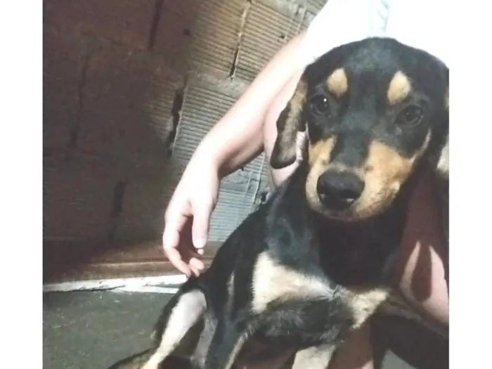 Cachorro raça SRD-ViraLata idade 7 a 11 meses nome Neném