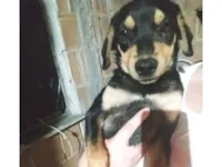 Cachorro raça SRD-ViraLata idade 7 a 11 meses nome Neném