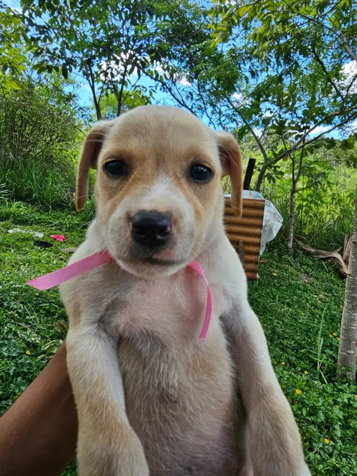 Cachorro raça SRD-ViraLata idade Abaixo de 2 meses nome S/N