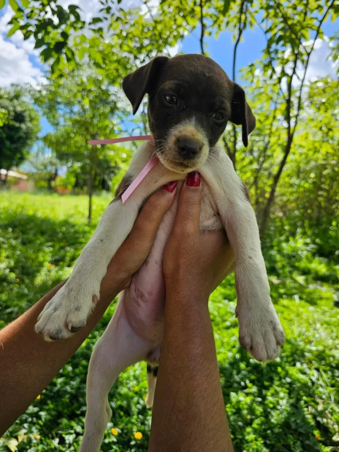 Cachorro raça SRD-ViraLata idade Abaixo de 2 meses nome S/N