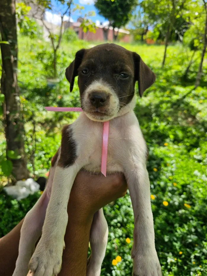 Cachorro raça SRD-ViraLata idade Abaixo de 2 meses nome S/N