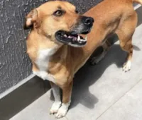 Cachorro raça SRD-ViraLata idade 2 anos nome Thor