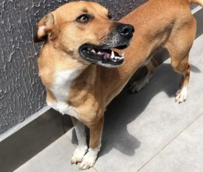 Cachorro raça SRD-ViraLata idade 2 anos nome Thor