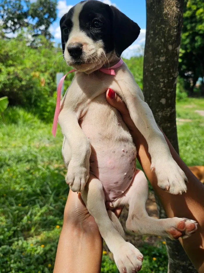 Cachorro raça SRD-ViraLata idade Abaixo de 2 meses nome S/n