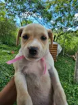 Cachorro raça SRD-ViraLata idade Abaixo de 2 meses nome S/n