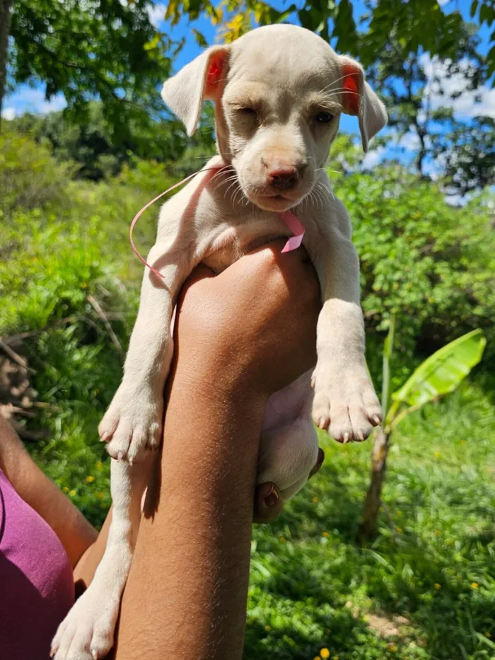 Cachorro raça SRD-ViraLata idade Abaixo de 2 meses nome S/n