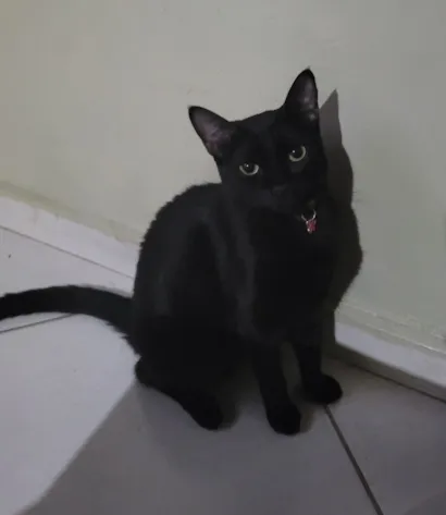 Gato raça SRD-ViraLata idade 2 anos nome Lili