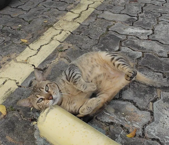 Gato raça SRD-ViraLata idade 2 a 6 meses nome Gatinho abandonado, 6 meses, super dócil, FIV-FeLV negativo