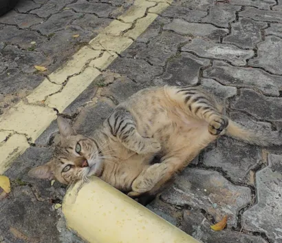 Gatinho abandonado, 6 meses, super dócil, FIV-FeLV negativo