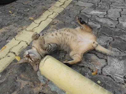 Gato raça SRD-ViraLata idade 2 a 6 meses nome Gatinho abandonado, 6 meses, super dócil, FIV-FeLV negativo