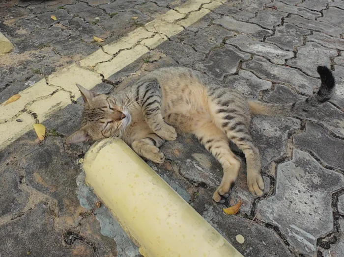 Gato raça SRD-ViraLata idade 2 a 6 meses nome Gatinho abandonado, 6 meses, super dócil, FIV-FeLV negativo