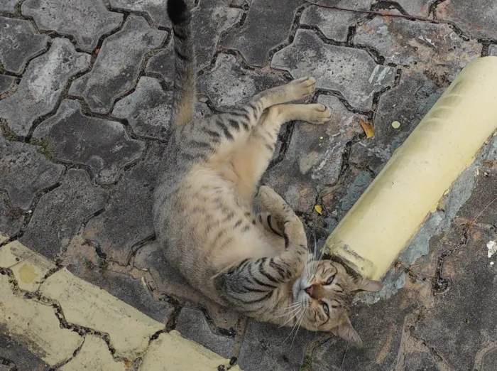 Gato raça SRD-ViraLata idade 2 a 6 meses nome Gatinho abandonado, 6 meses, super dócil, FIV-FeLV negativo