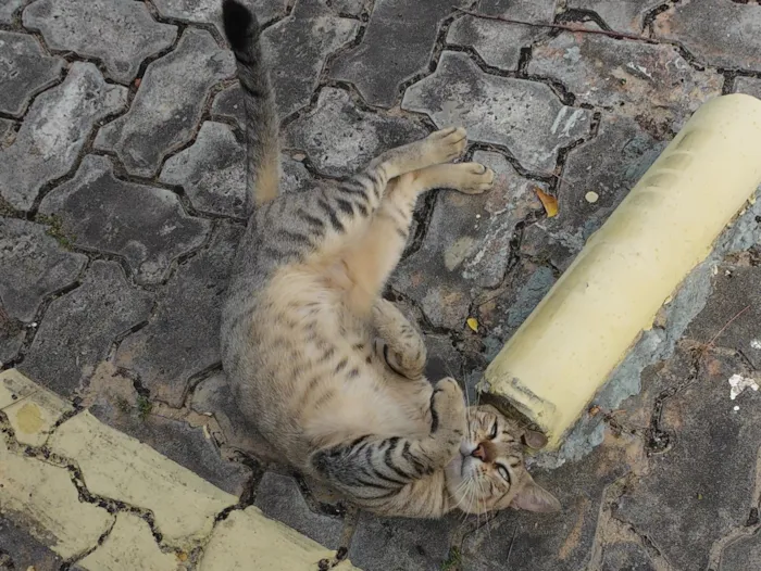 Gato raça SRD-ViraLata idade 2 a 6 meses nome Gatinho abandonado, 6 meses, super dócil, FIV-FeLV negativo