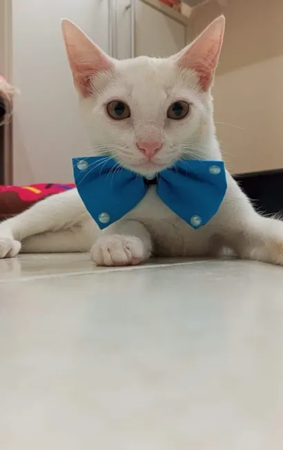 Gato raça SRD-ViraLata idade 2 a 6 meses nome Akira