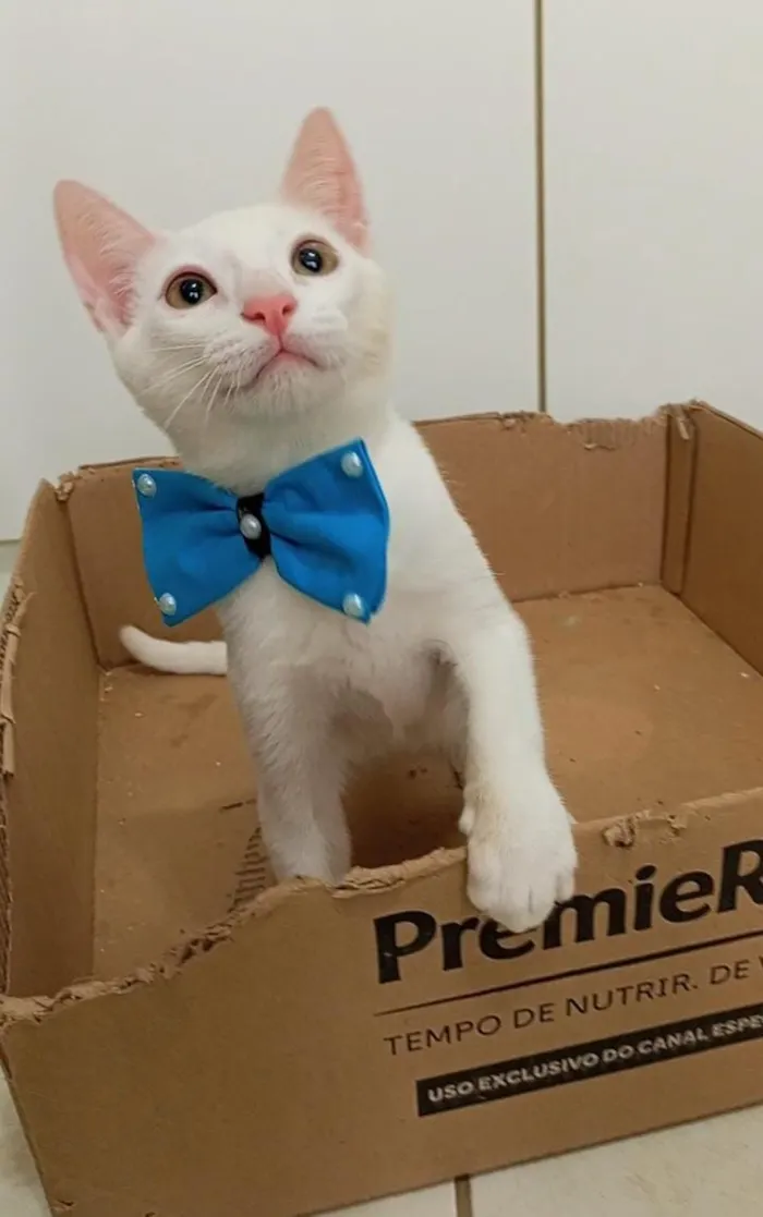 Gato raça SRD-ViraLata idade 2 a 6 meses nome Akira