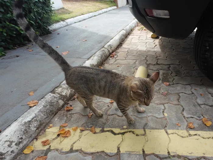 Gato raça SRD-ViraLata idade 2 a 6 meses nome Gatinho abandonado, 6 meses, super dócil, FIV-FeLV negativo
