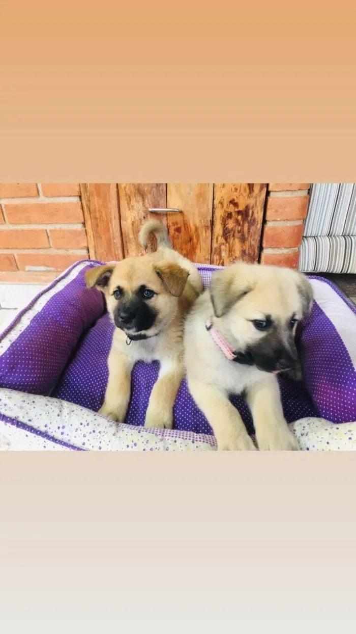 Cachorro raça SRD-ViraLata idade 4 anos nome Juliete