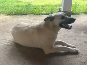 Cachorro raça SRD-ViraLata idade 4 anos nome Juliete