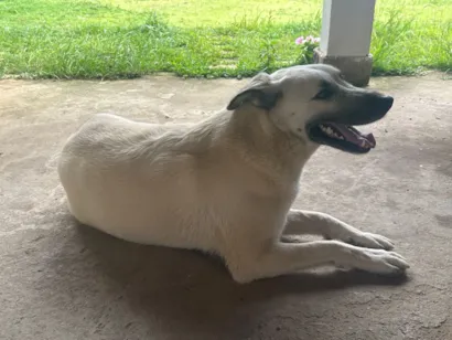 Cachorro raça SRD-ViraLata idade 4 anos nome Juliete