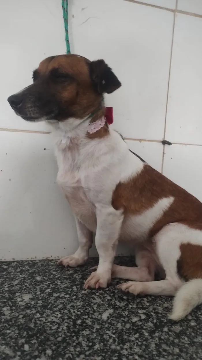Cachorro raça SRD-ViraLata idade 2 anos nome Nina