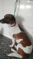 Cachorro raça SRD-ViraLata idade 2 anos nome Nina