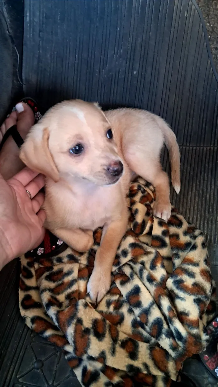 Cachorro raça SRD-ViraLata idade 2 a 6 meses nome Filhote
