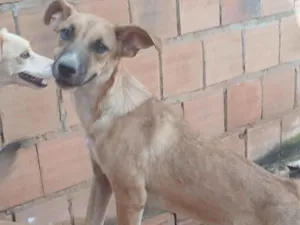 Cachorro raça SRD-ViraLata idade 7 a 11 meses nome Bruce 