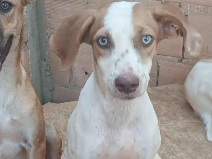 Cachorro raça SRD-ViraLata idade 7 a 11 meses nome Zaya