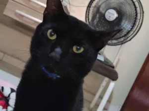 Gato raça SRD-ViraLata idade 2 anos nome Luke