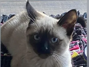 Gato raça SRD-ViraLata idade 2 a 6 meses nome Não tem nome ainda