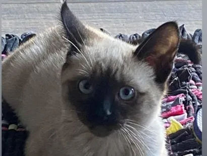 Gato raça SRD-ViraLata idade 2 a 6 meses nome Não tem nome ainda