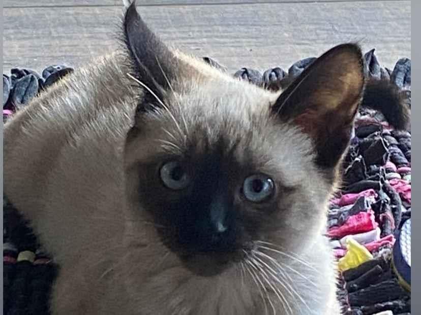 Gato raça SRD-ViraLata idade 2 a 6 meses nome Não tem nome ainda